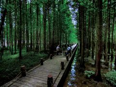 -桤木河湿地公园