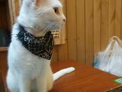 -猫色咖啡·猫咖