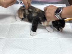 -纳吉亚猫专科动物医院博雅分院