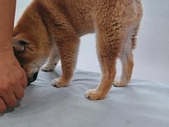 -中农国际动物医院24小时·猫科·骨科·急重症中心