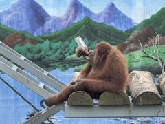 -西霞口神雕山野生动物世界