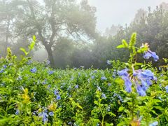 -鼓岭旅游度假区
