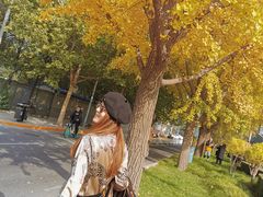 -三里屯东五街银杏大道