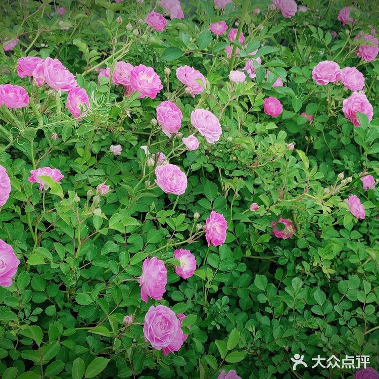 大圩陶然居鸭嘴鱼好地方[调皮][调皮]