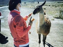-新疆天山野生动物园
