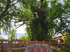 -大槐树寻根祭祖园