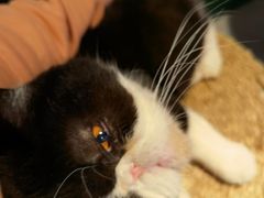 -猫儿山۰猫主题餐厅