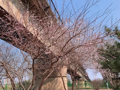 -永定河休闲森林公园