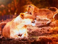 -罗红摄影艺术馆