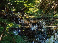-西湖风景区-江洋畈生态公园