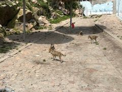 -西霞口神雕山野生动物世界