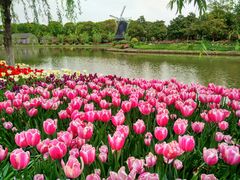 -上海鲜花港