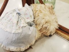 -共舞时光猫咖·狗咖(新街口店)