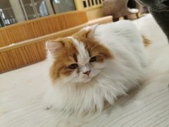 -猫和宫(六道口店)