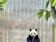 -卧龙中华大熊猫苑神树坪基地