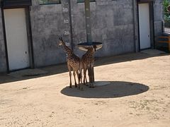 -西霞口神雕山野生动物世界