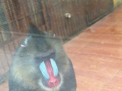 -荆州中山公园动物园