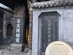 -大槐树寻根祭祖园