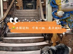 -more than meow吴止猫主题餐厅(承德 中船汇店)