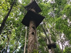 -西双版纳原始森林公园