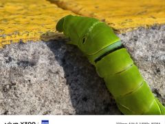 -VT101维多利广场