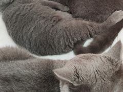 -唐小姐の猫狗洗护·购宠旗舰店(周浦万达店)