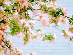 -海棠花溪(元大都城垣遗址公园)