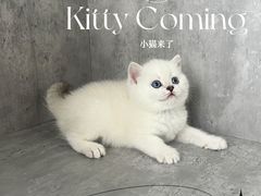 -小猫来了·猫舍(红山六九七九店)