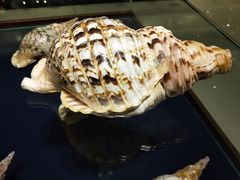 -青岛贝壳博物馆