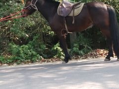 -铁山坪森林公园