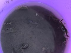 -南汇新城海滩