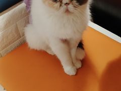 -平行世界·猫咖(首经贸店)
