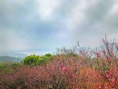-香雪海