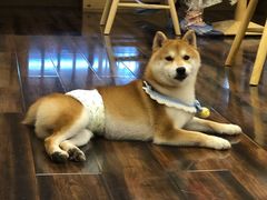 -豆柴町-柴犬主题狗咖(红鼎国际C座店)