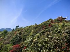 -贵州百里杜鹃风景名胜区