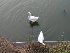 -珠海圆明新园