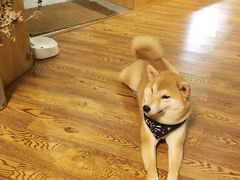 -柴务处·柴犬主题狗咖