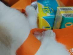 -艾贝尔宠物医院·狂犬免疫点(江山金象城店)