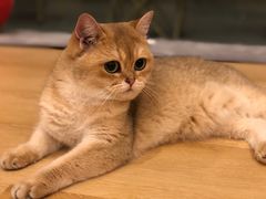 -猫咪派对(江南西店)