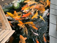 -上海大自然野生昆虫馆(东方明珠·爬宠昆虫探索中心)