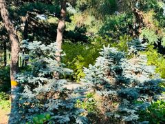 -北京西山国家森林公园