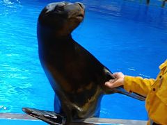 -芜湖新华联大白鲸海洋公园