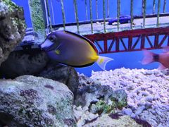 -太平洋海底世界