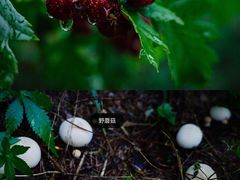 -白草畔自然风景区