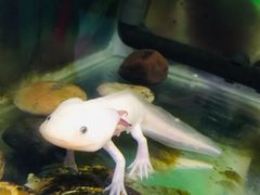 -上海大自然野生昆虫馆(东方明珠·爬宠昆虫探索中心)