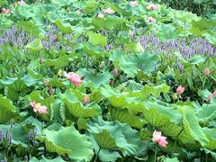 -西湖风景区-江洋畈生态公园