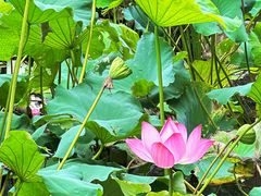 -乌石村