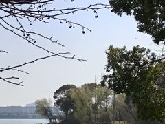 -金鸡湖桃花岛