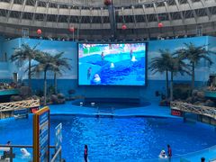 -海合安成都极地海洋公园