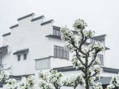 -树山生态村